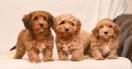 Havanese Bichon puppies