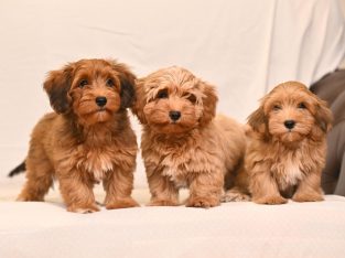 Havanese Bichon puppies