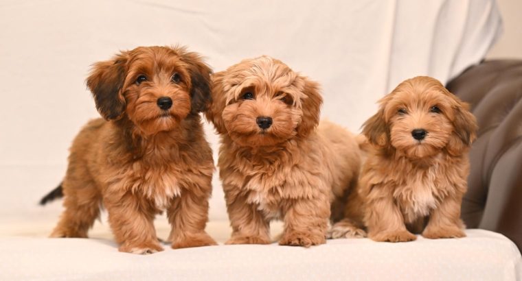 Havanese Bichon puppies