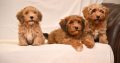 Havanese Bichon puppies