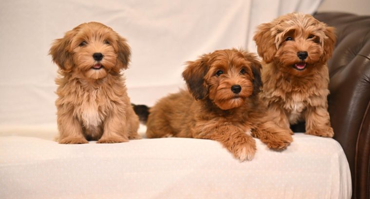 Havanese Bichon puppies