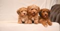 Havanese Bichon puppies