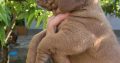 Dogue de Bordeaux puppies