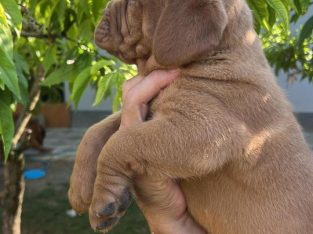 Dogue de Bordeaux puppies