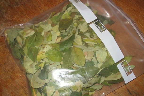 buy Coca seeds and Coca powder online