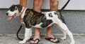 American Bulldog puppies