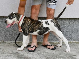 American Bulldog puppies