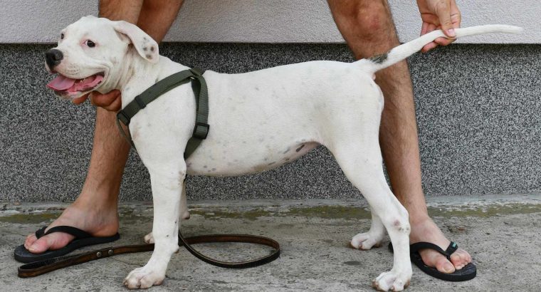 American Bulldog puppies