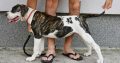 American Bulldog puppies