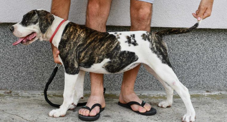 American Bulldog puppies
