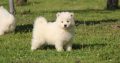 Samoyed puppies for sale