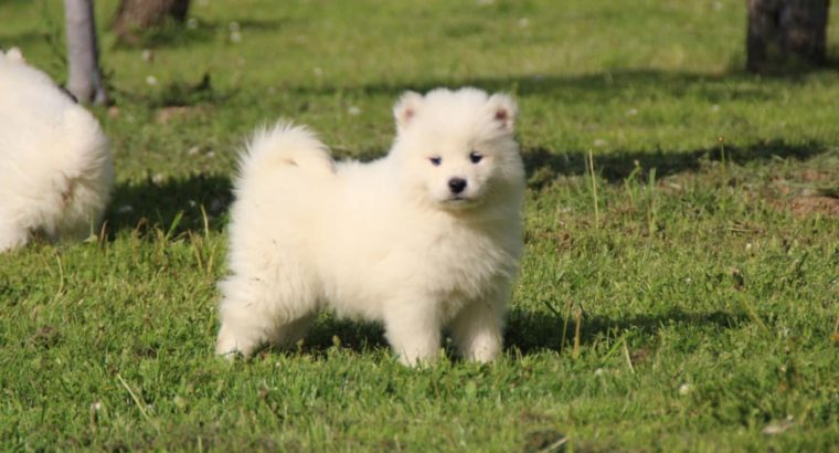 Samoyed puppies for sale