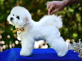 Bichon Frise puppy for sale