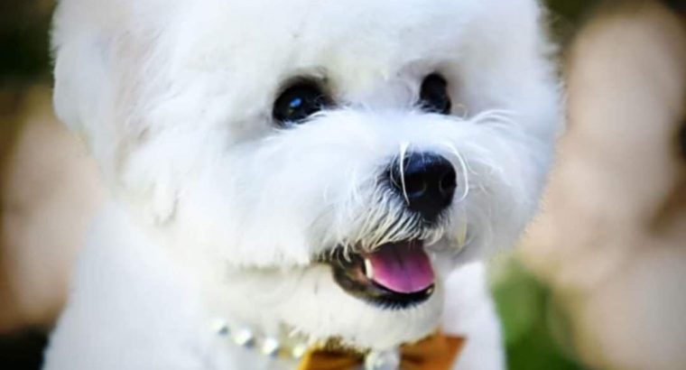 Bichon Frise puppy for sale