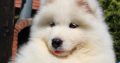 Samoyed puppies for sale