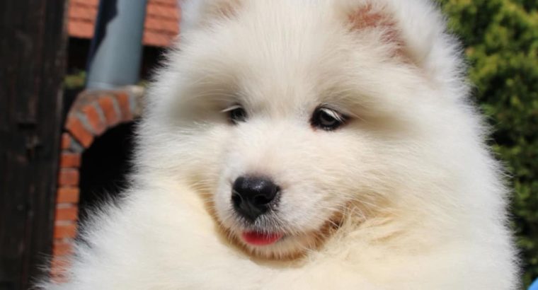 Samoyed puppies for sale