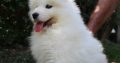 Samoyed puppies for sale