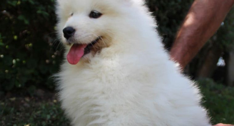 Samoyed puppies for sale