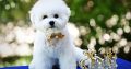 Bichon Frise puppy for sale