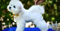 Bichon Frise puppy for sale