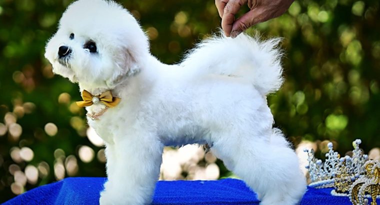 Bichon Frise puppy for sale