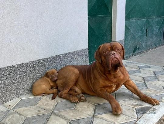 Dogue de Bordeaux puppies