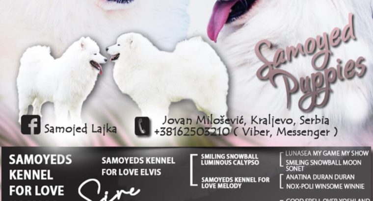 Samoyed puppies for sale