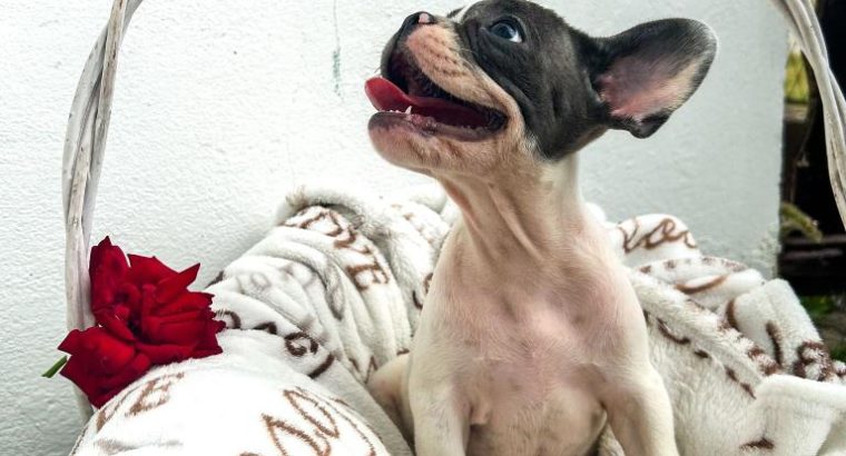 French Bulldog puppies for sale