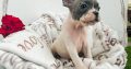 French Bulldog puppies for sale