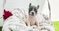 French Bulldog puppies for sale