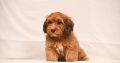 Havanese Bichon puppies