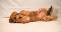 Havanese Bichon puppies
