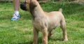 Boerboel (South African Mastiff) puppies