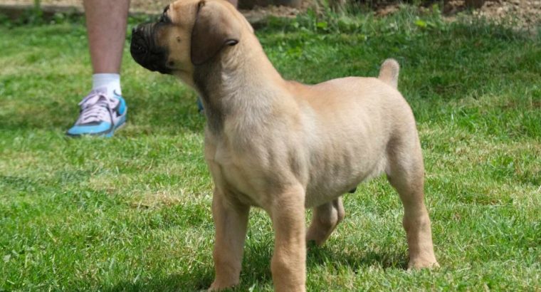 Boerboel (South African Mastiff) puppies