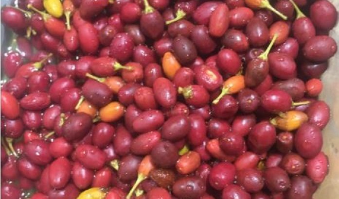 buy Coca seeds and Coca powder online