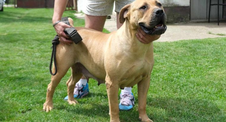 Boerboel (South African Mastiff) puppies