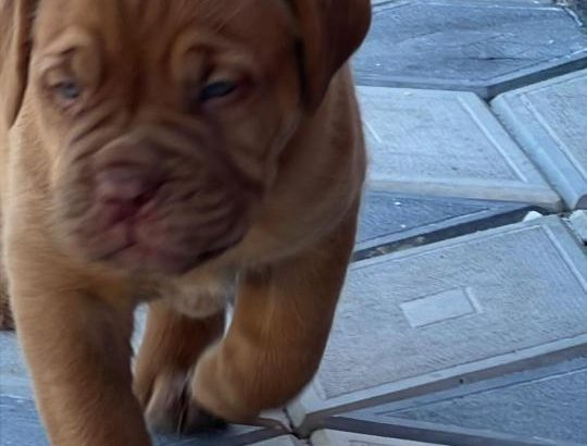 Dogue de Bordeaux puppies