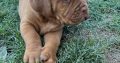 Dogue de Bordeaux puppies