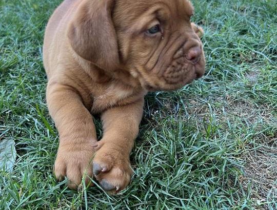 Dogue de Bordeaux puppies