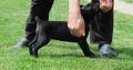 Boerboel (South African Mastiff) puppies