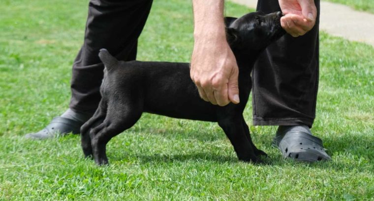 Boerboel (South African Mastiff) puppies