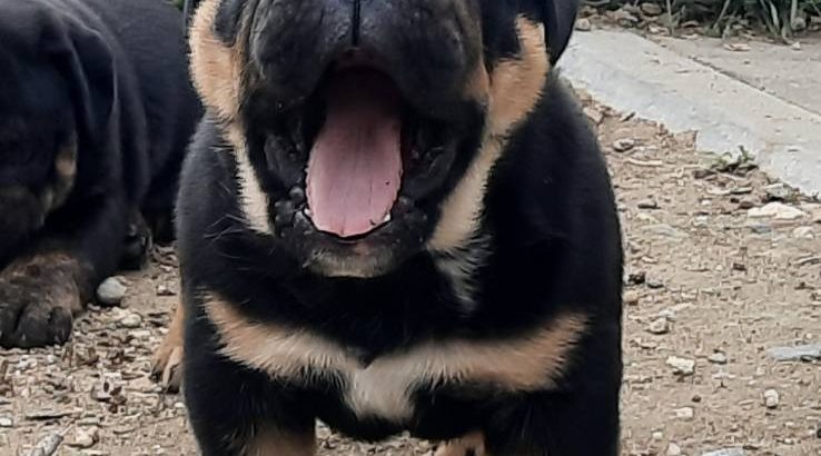 English Bulldog puppy