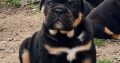 English Bulldog puppy