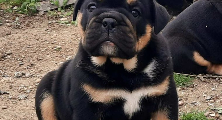 English Bulldog puppy