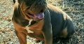 English Bulldog puppy