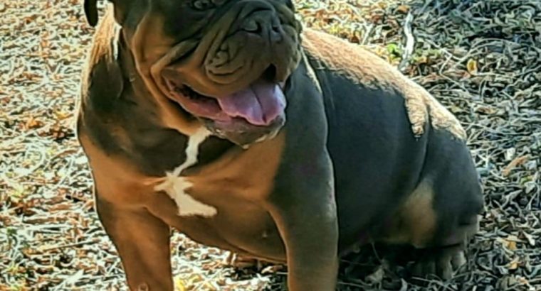 English Bulldog puppy