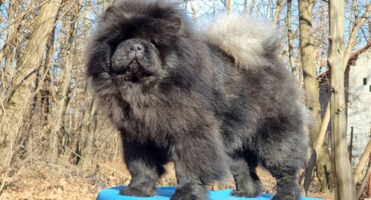 Chow Chow dogs for sale