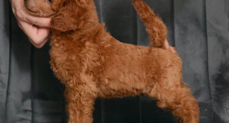 Red miniature poodle puppies