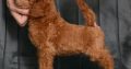 Red miniature poodle puppies