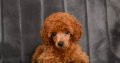 Red miniature poodle puppies